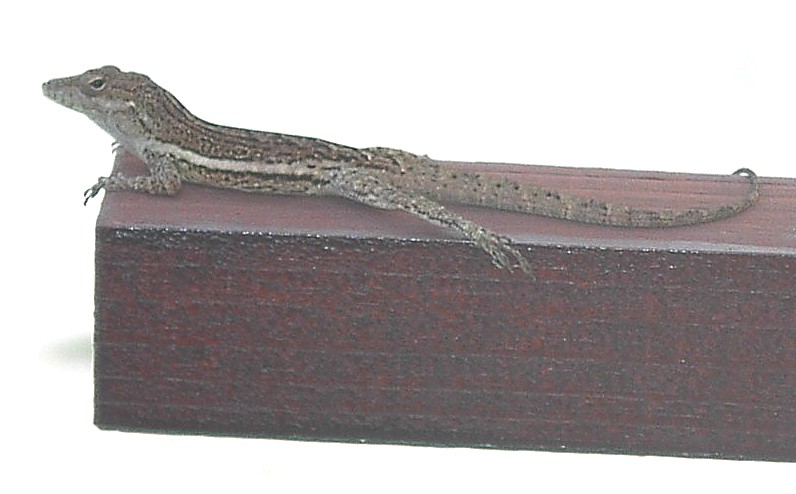 Image 1 of 24  -  66 kB