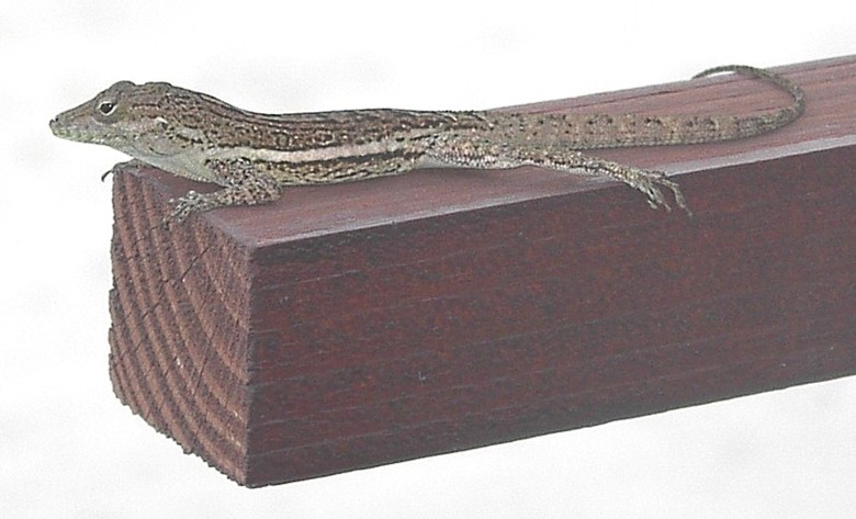 Image 4 of 24  -  75 kB