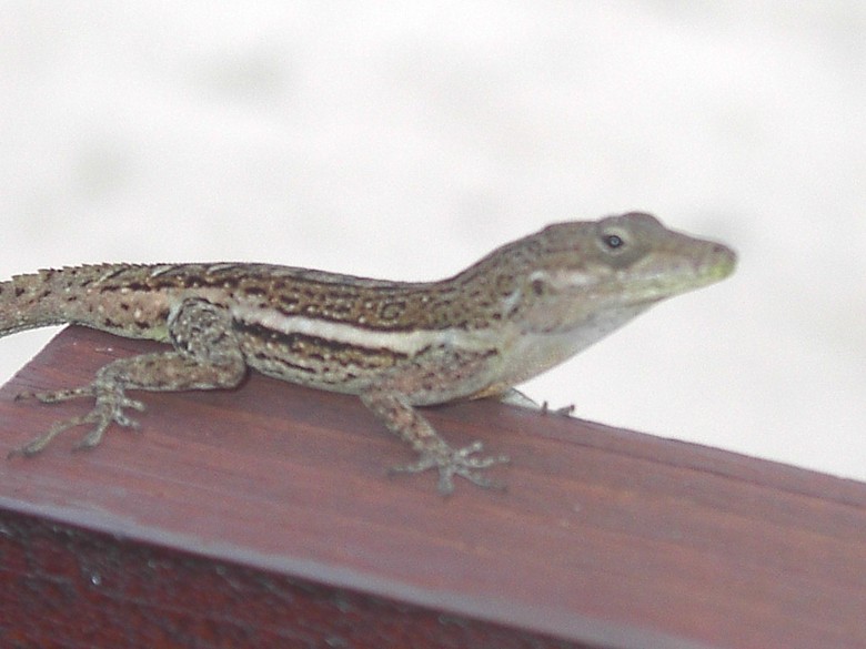 Image 9 of 24  -  78 kB