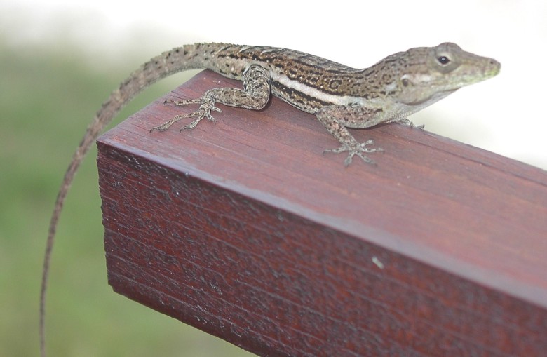 Image 10 of 24  -  71 kB