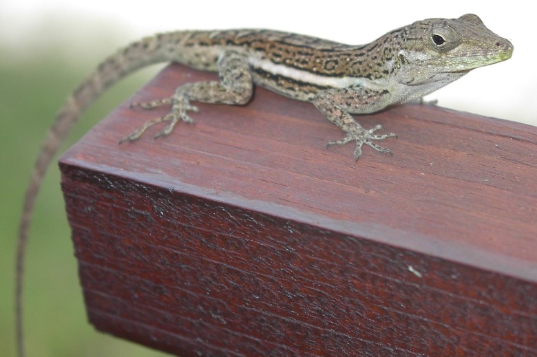 Image 11 of 24  -  83 kB