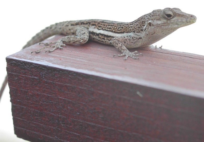 Image 13 of 24  -  75 kB